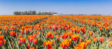 Panorama Of Orange Tulips In Noordoostpolder, Holland
