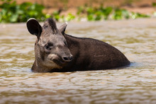 Tapir Of The Pantanal - Brazil