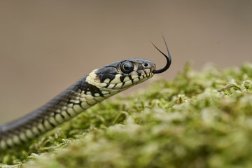 The Grass snake Natrix natrix in Czech Republic