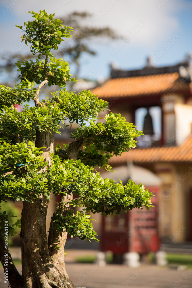 Stock-Foto Bonsai vor Pagode | Adobe Stock