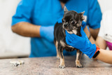 Veterinarians clean the paraanal glands of a dog in a veterinary clinic. A necessary procedure for the health of dogs. Pet care