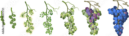 Fotografía Ripening stages of grape: from flower to ripe bunch of grapes isolated on white