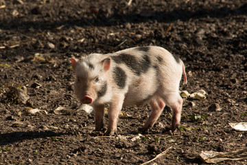 Hängebauchschwein Ferkel