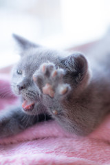 Wall Mural - A British kitten is lying on the windowsill. Cute kitten. Magazine cover. Pet. Grey kitten. . Kitten at the window.