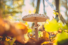 Close-up Of Mushrooms In Autumn Forest, Sunny Weather, Beautiful Bokeh In The Background