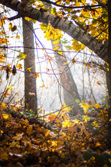 Sticker - still life of tranquil deciduous forest in autumn morning