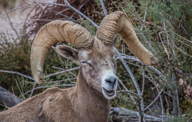 male bighorn sheep