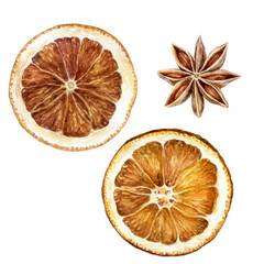 Wall Mural - Anise star dried orange slices watercolor isolated on white background