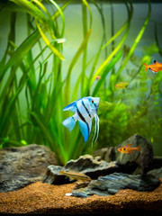 Poster - zebra Angelfish (Pterophyllum scalare) in a tropical aquarium