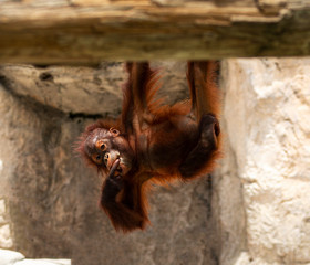 Wall Mural - Young orangutan hanging upside down with hand in mouth