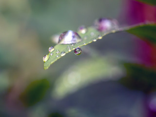 Water drops on plants