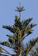Norfolk Island Pine Trees Shot In Western Australia In Summer