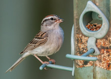Sparrow On A Bird Feeder