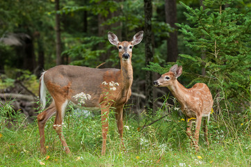 Wall Mural - mother and baby deer in the forest