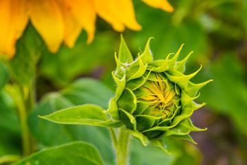 Close-up details of young fresh green sunflower on a meadow. Green sunflowers natural background. Newborn plants