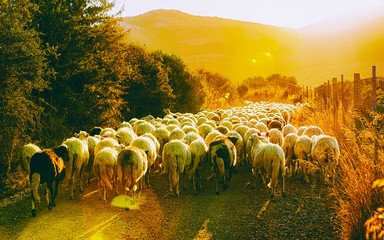Wall Mural - Sunrise and Flock of sheep at agricultural village in Perdaxius, Carbonia-Iglesias. Panorama in South Sardinia island of Italy at sunset. Scenery of Sardegna in summer. Cagliari province. Mixed media.