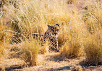 Wall Mural - Close up of cheetah