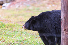 A Large Black Bear