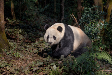 Wall Mural - Front View of Panda Bear 