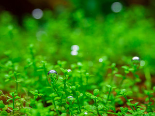 The bubbles generated by the water plants in the fish tank are exposed to enough light and carbon to cause photosynthesis, resulting in oxygen.