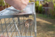 a small cute mice mouse with long tail caught metal cage trap pest control carry cage