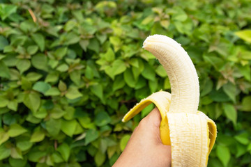 Wall Mural - Woman hand holding peeled a Cavendish banana with green spring bush on background. 