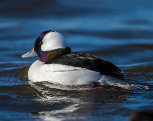 Wall Mural - Bufflehead Drake