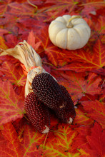 Three Mini Red Dry Indian Corn Cobs With White Mini Pumpkin On A Bed Of Red Maple Leaves