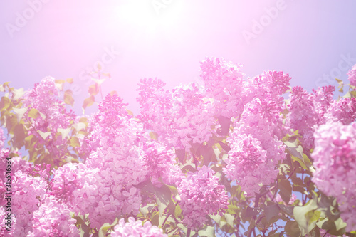 Springtime bunches of lilac blossoms on branches