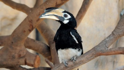 Toucan sitting on the branch at the zoo. Keel-billed Toucan, bird with big bill. Ramphastos sulfuratus