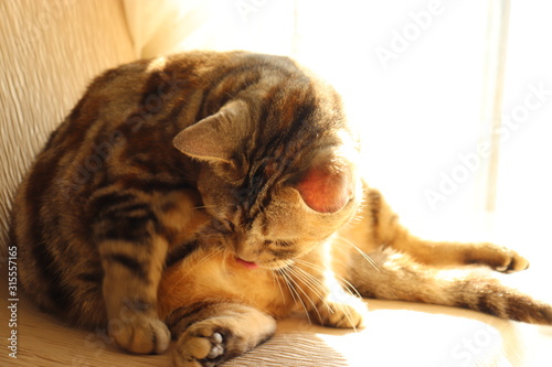 可愛い座り方の猫アメリカンショートヘアー Buy This Stock Photo And Explore Similar Images At Adobe Stock Adobe Stock