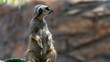 Meerkat standing and looking back off frame right full body shot