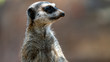 Meerkat standing and looking frame right close up