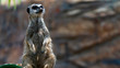 Meerkat standing and looking off frame right full body shot