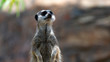 Meerkat standing and looking up frame right mid shot