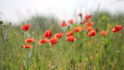 Wall Mural - Red poppy flowers blooming in green spring field.