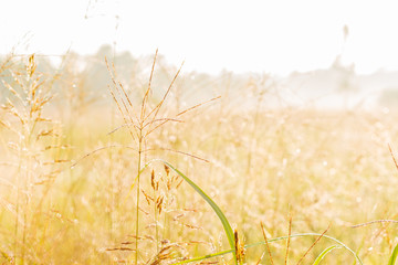 Sunrise over a field of tall wheat grass with dew drops