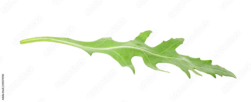 Fresh arugula on white background
