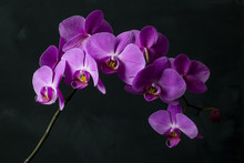 Large Branch Of Phalaenopsis Orchid With Purple Flowers On A Black Background.