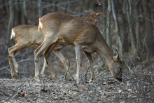 Group Of Roe Deer And Buck