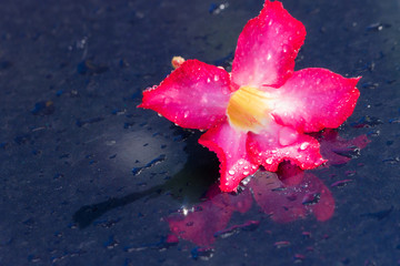 Wall Mural - Colorful flower on background and rain drop