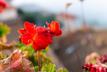 Sunrise In Tuscany, Italy With Focus On Red Geranium Flowers In Foreground Macro Closeup Showing Texture