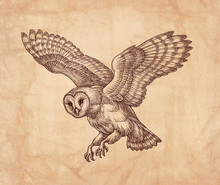 Hand Drawn Illustration, Flying Owl, Vintage Style.