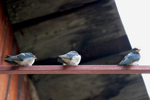 The Forms Of Three Birds Under The Roof Of The Barn Sit On A Metal Bar. Bottom View Of The Silhouettes Of Forest Birds. Shallow Depth Of Field.
