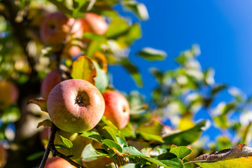 Wall Mural - Apple orchard with tree branch macro closeup of pink and red fruit in garden in autumn fall farm countryside in Virginia isolated with green leaves blue sky background