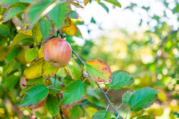 Wall Mural - Apple orchard with tree branch closeup of red fruit in garden in autumn fall farm countryside in Virginia isolated with green leaves background