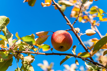 Wall Mural - Apple orchard with macro closeup of tree branch pink and red fruit in garden in autumn fall farm countryside in Virginia isolated with green leaves blue sky background