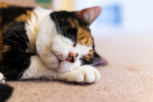 Closeup Macro Of Cute Calico Sleepy Cat Sleeping On Carpet Floor Low Angle View With Acne On Nose Adult Senior Animal