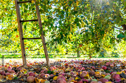 Cuadros en Lienzo Apple orchard with ladder low angle view under tree and fallen rotting fruit on