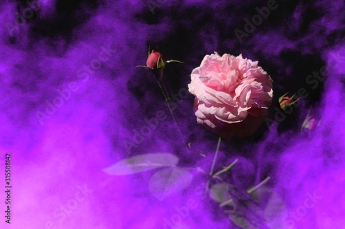 beautiful-pink-rose-on-a-fantastic-coloraturas-smoke-background-poison-valentine-day-or-special-anniversary-day-background